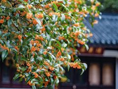 -宋宴(虎跑店)