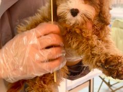 -翊宠yipet猫狗购宠庄园犬舍•猫舍