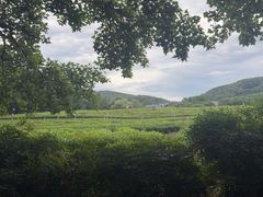 -中国茶叶博物馆(双峰馆区)