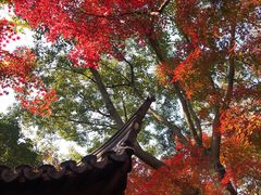 -秋霞圃