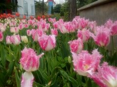 android_upload_pic-洛阳郁金香牡丹园