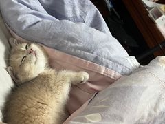 -东方名猫馆·英短金渐层布偶猫舍(环线广场1号楼店)