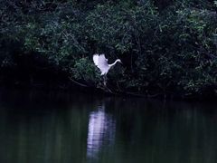 -大湾区中央湿地公园