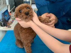 -瑞派·关忠动物医院·猫专科·犬专科(三环新城店)