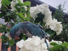 -柠檬花院烤肉·会议团建·聚会·求婚(三圣乡店)
