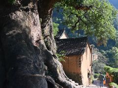 -杨家堂村