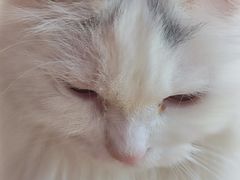 -瑞派福兴宠物医院犬猫全科·骨科·中西医结合(河东店)