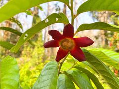 -中国科学院西双版纳热带植物园