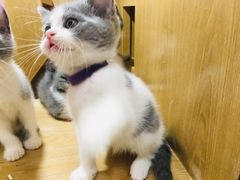 -屋虎猫馆(宝安大仟里店)
