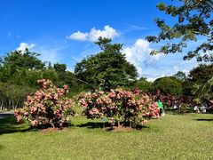 -中国科学院西双版纳热带植物园