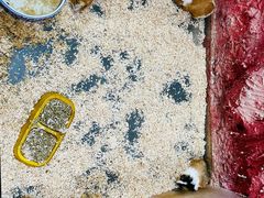 -上海大自然野生昆虫馆(东方明珠·爬宠昆虫探索中心)
