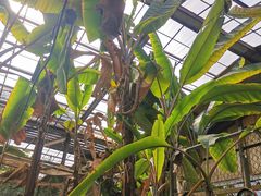 -呀路古热带植物园
