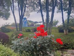 -铁山坪森林公园