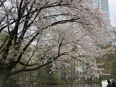 -北海道厅旧本厅舍(旧本庁舎)