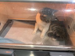 -瑞派名望志远动物医院·猫科·內科·异宠专科(直港大道店)
