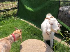 -前小桔亲子创意农场·草莓采摘·露营烧烤