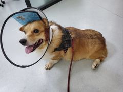 -瑞派雷欧宠物医院·中兽医·眼科·急重症转诊中心(黄台店)