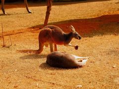 -常州淹城野生动物世界