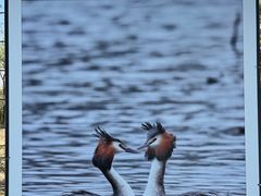 -野鸭湖国家湿地公园
