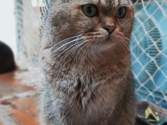 -喵屿·大理花园猫咖