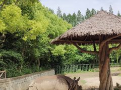 -上海野生动物园