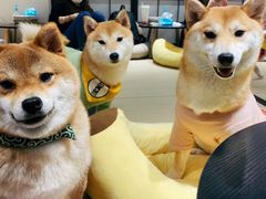 -逗柴咖啡屋·狗咖猫咖宠物桌游