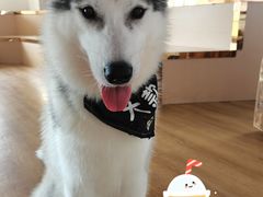 -Husky Go! 哈士奇体验馆·宠物咖啡厅狗咖