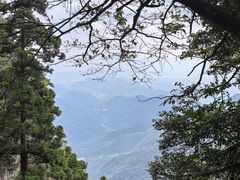 -天目山大树王景区