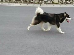-火炉山森林公园