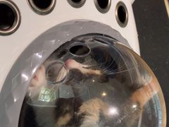 -御宝贝·A梦猫科宠物医院(国际猫友好医院)