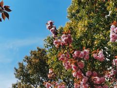 -高东镇樱花园