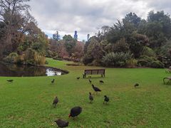 -墨尔本皇家植物园