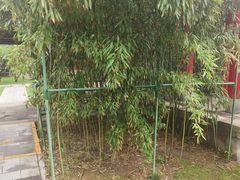 -碑林公园