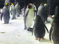-悉尼海洋生物水族馆