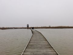 -盐城丹顶鹤湿地生态旅游区