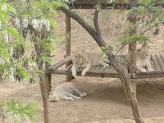 -石家庄市动物园