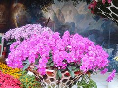-花之城