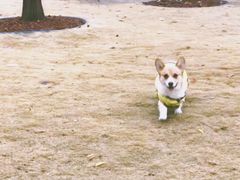 -顺强宠物诊所·狂犬免疫·夜诊·骨科(嘉定店)