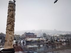 -塔尔寺-菩提树