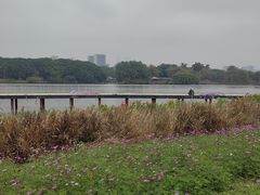 -海珠湖公园