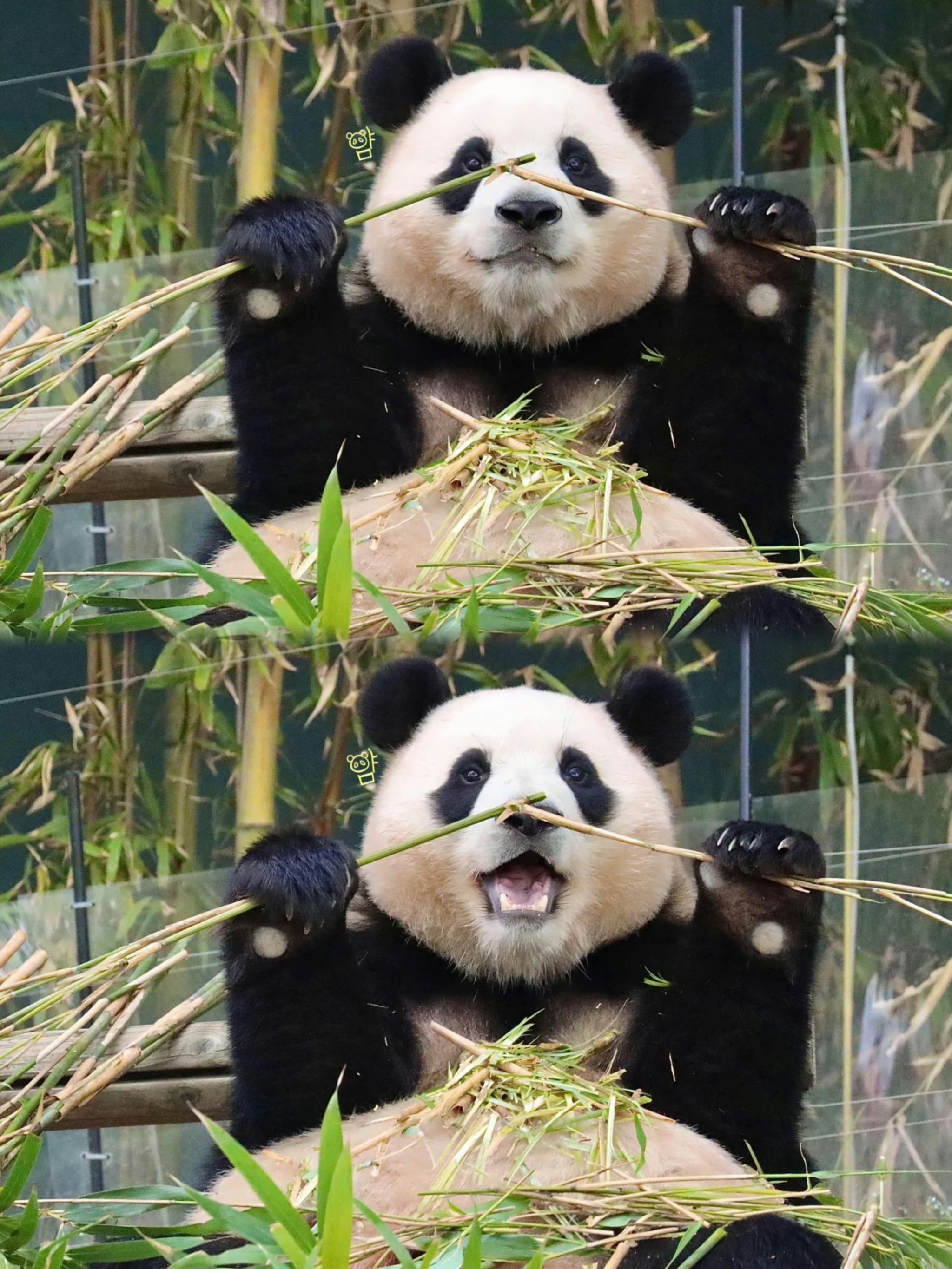 大熊猫宝宝的日常萌照