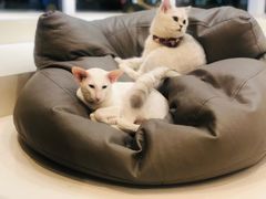 -飞行喵MR PILOT|猫舍·猫咖(静安大融城店)