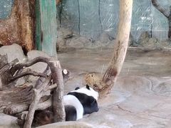 -海南热带野生动植物园