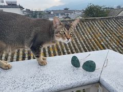 -喵屿·大理花园猫咖