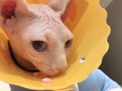 -伟伟宠物医院·CT影像中心·瑞派犬猫综合性门诊(汉口总院)
