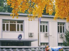 -三里屯东五街银杏大道