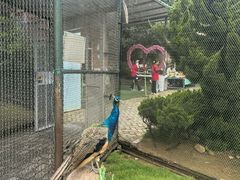 -西霞口神雕山野生动物世界