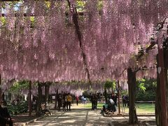 -嘉定紫藤园