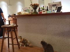 -有猫主题·治愈系猫咖(曾厝垵店)