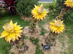 -东莞植物园